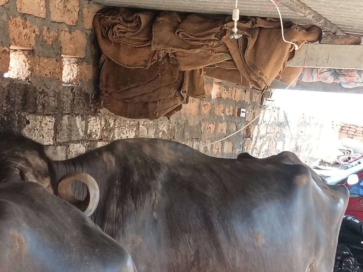 ભેસ
