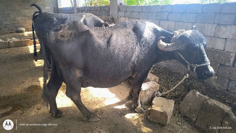15 દિવસ ની વાર છે