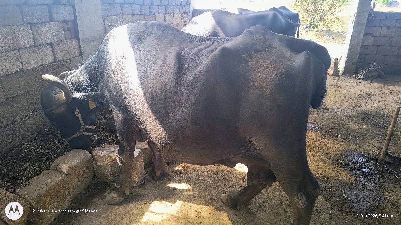15 દિવસ ની વાર છે