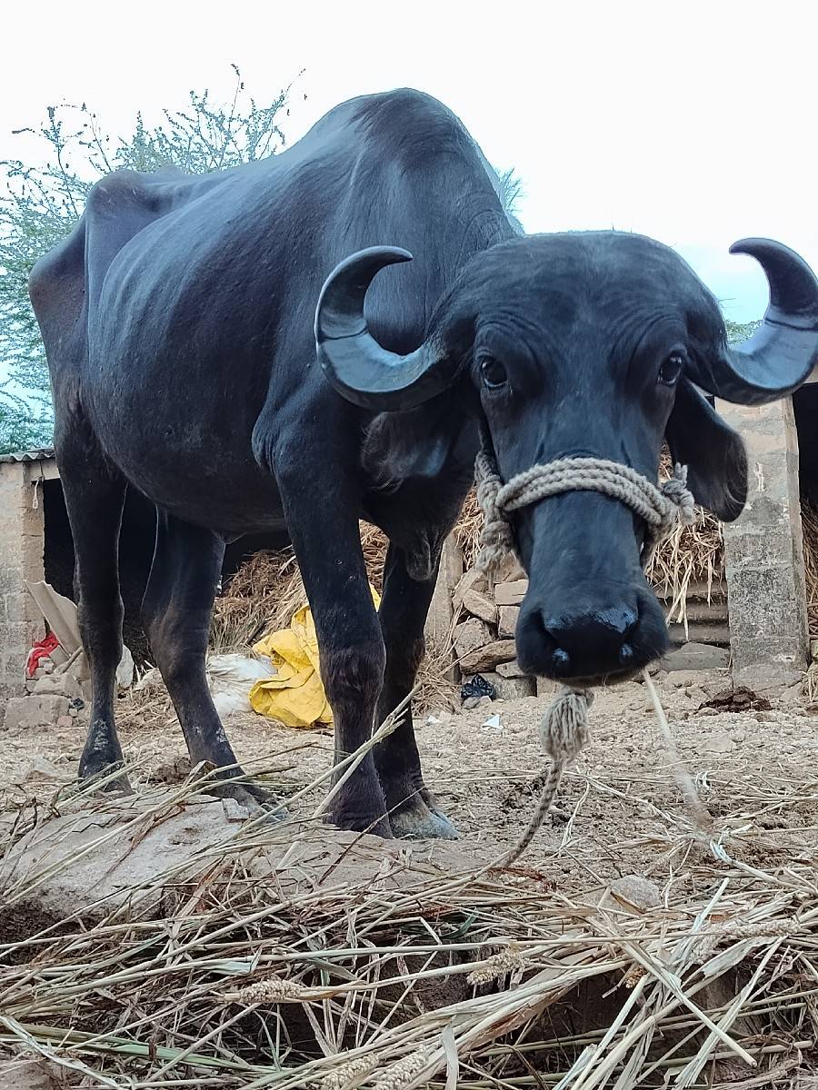 વેચવાની છે ‌ખડેલી