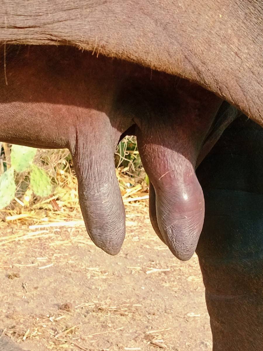 ભેંસ વેચવાની છે