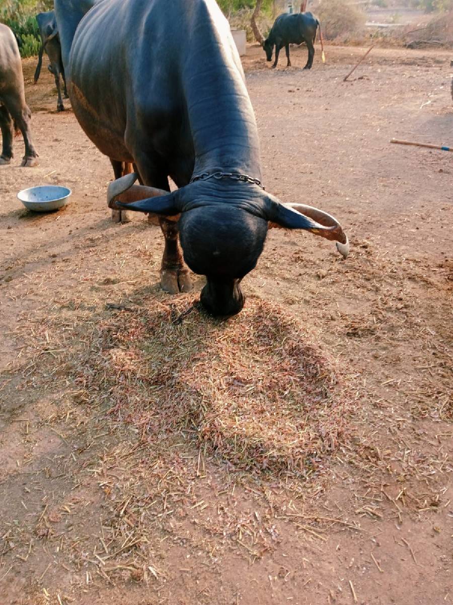 ભેંસ વેચવાની છે