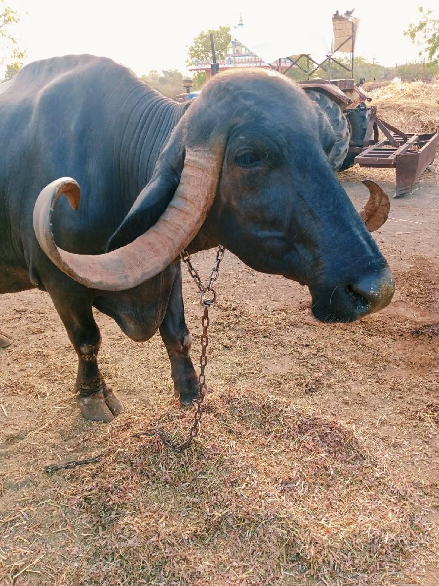 ભેંસ વેચવાની છે