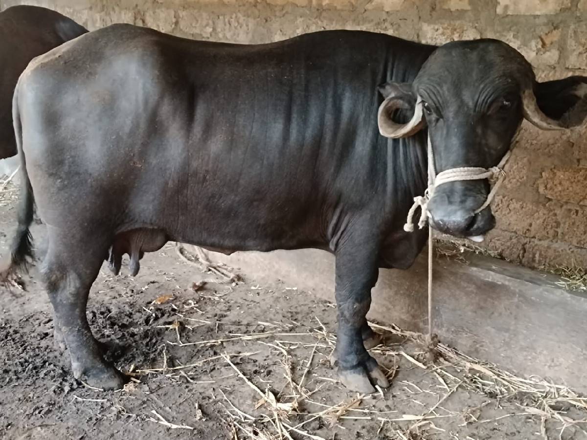 ભેંશ વેચવાની છે બધી જવાબદારી થી