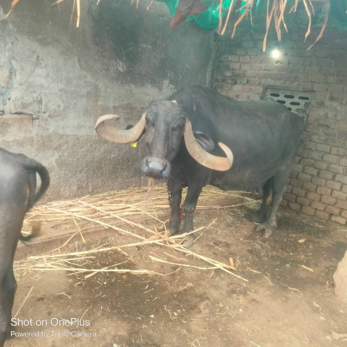ભેંસ વેચવાની છે