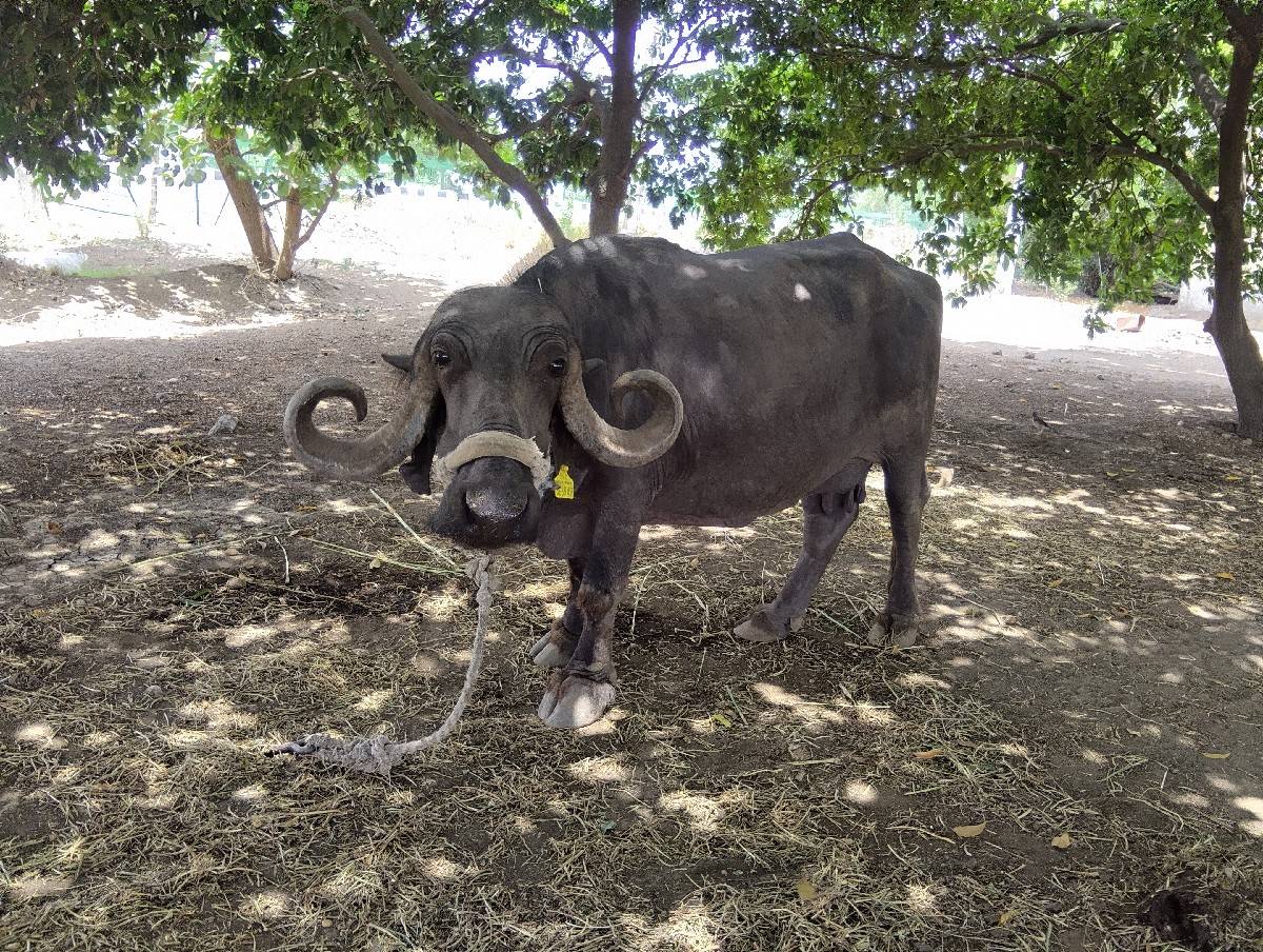ભેસ