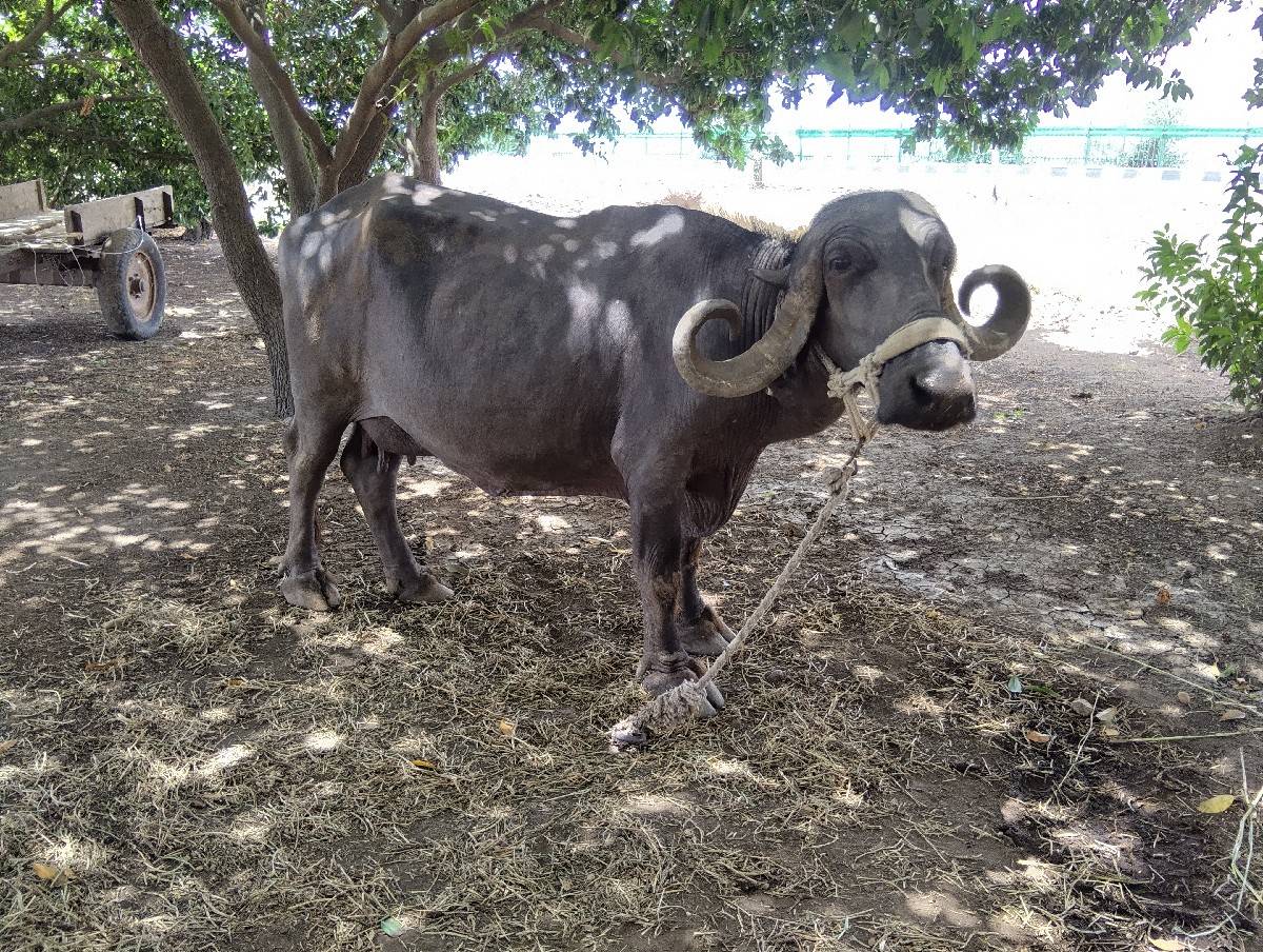 ભેસ