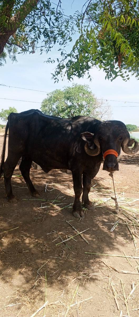 ભેંસ વેચવાની છે