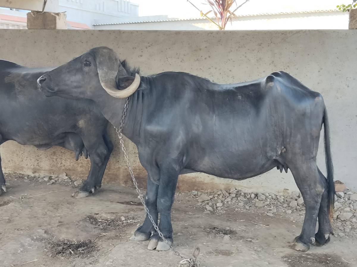 ખડેલી પેલુ વેતર વેચવાની છે
