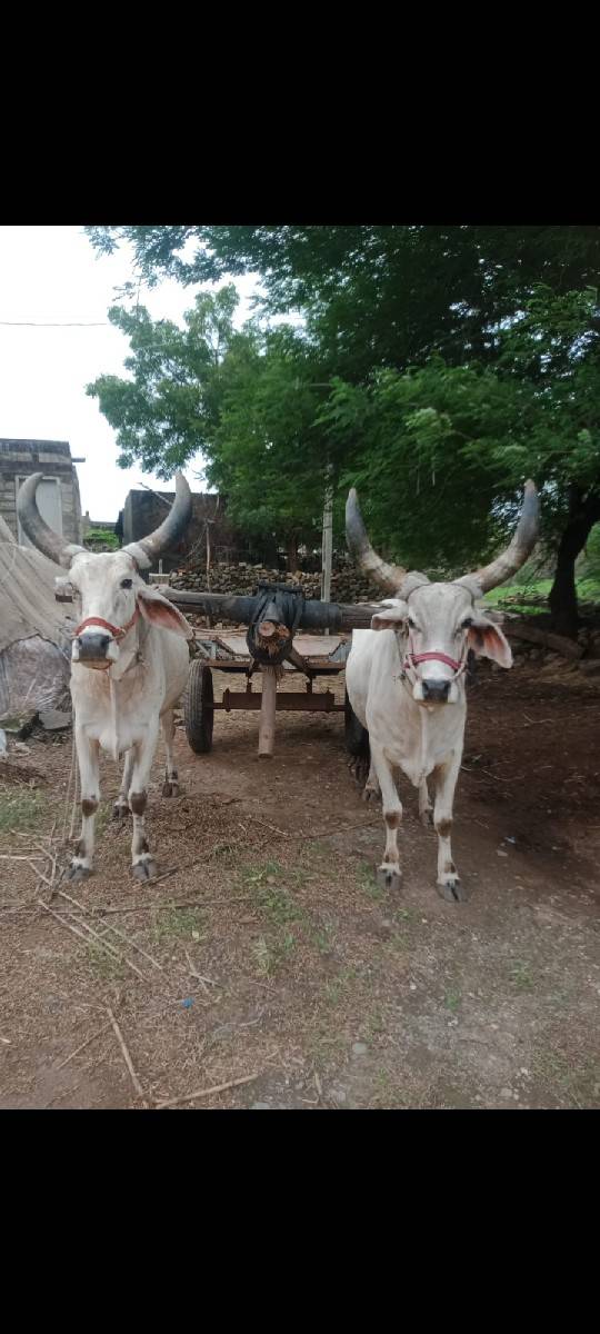સાટા કરવાના છે