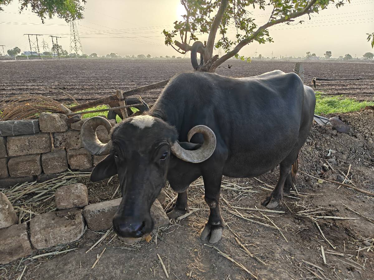 ભેંસ વેચાવ છે