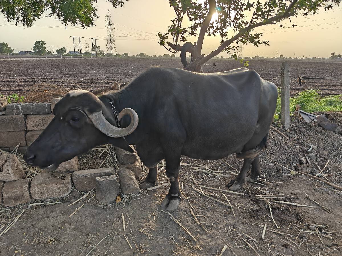 ભેંસ વેચાવ છે