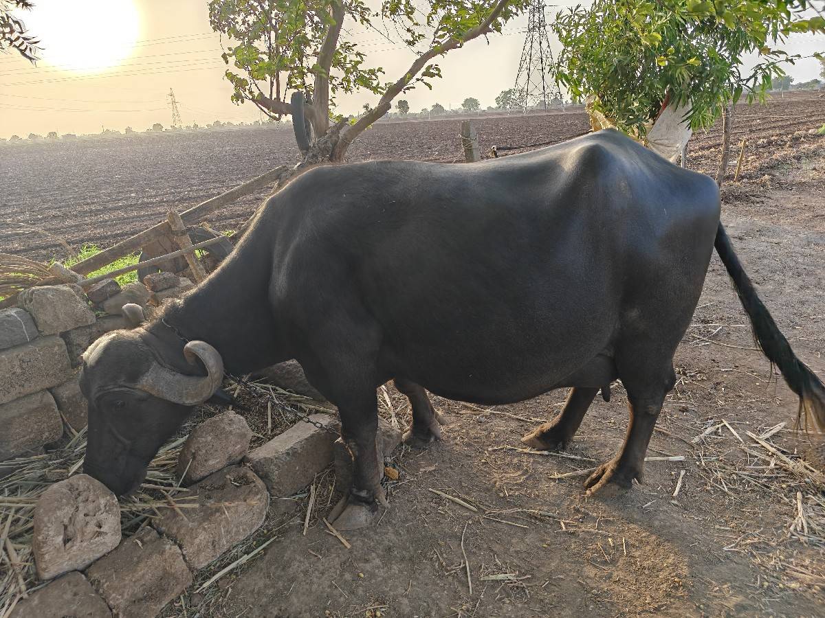 ભેંસ વેચાવ છે