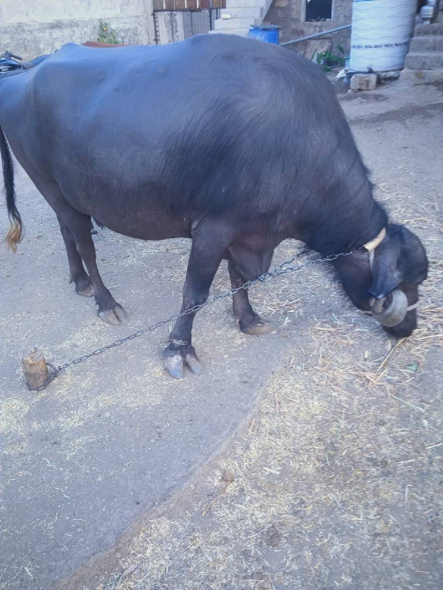 ભેશ વેશવાની શે  2. મહીનો કાશી