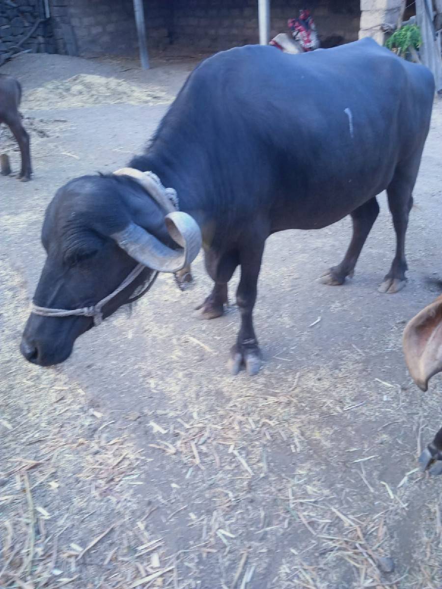 ભેશ વેશવાની શે  2. મહીનો કાશી
