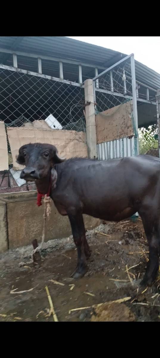 vechvani se