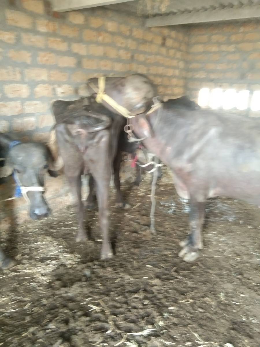 વેચવાનો છે