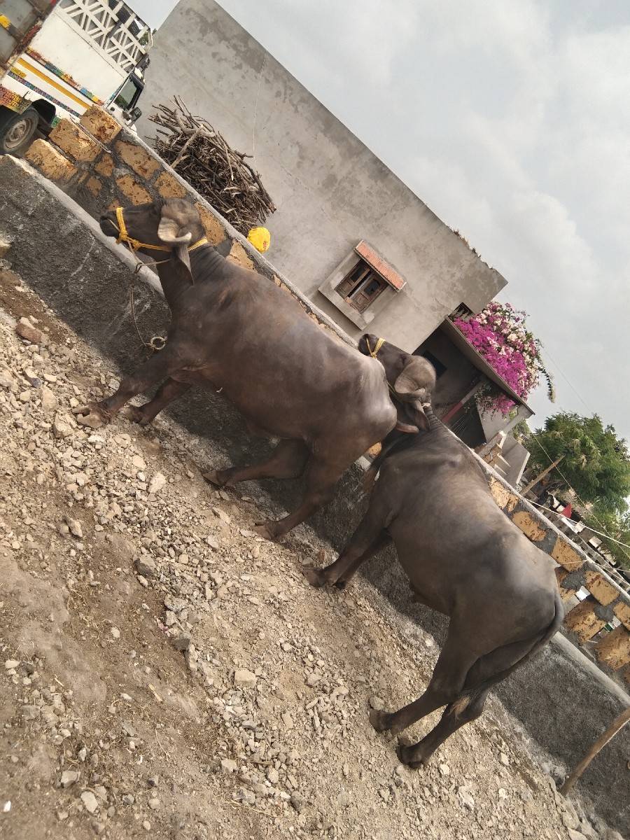 વેચવાનો છે