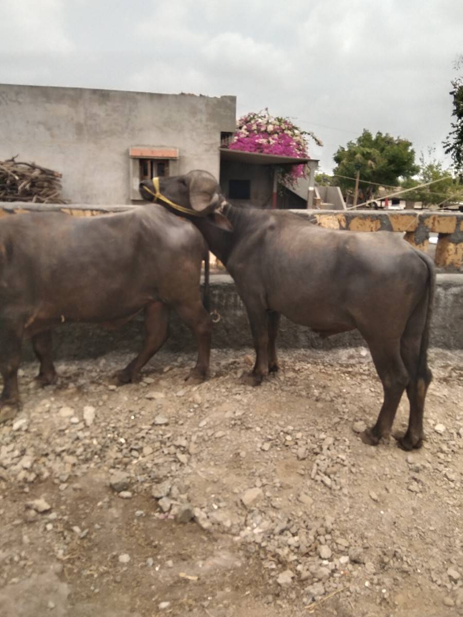 વેચવાનો છે