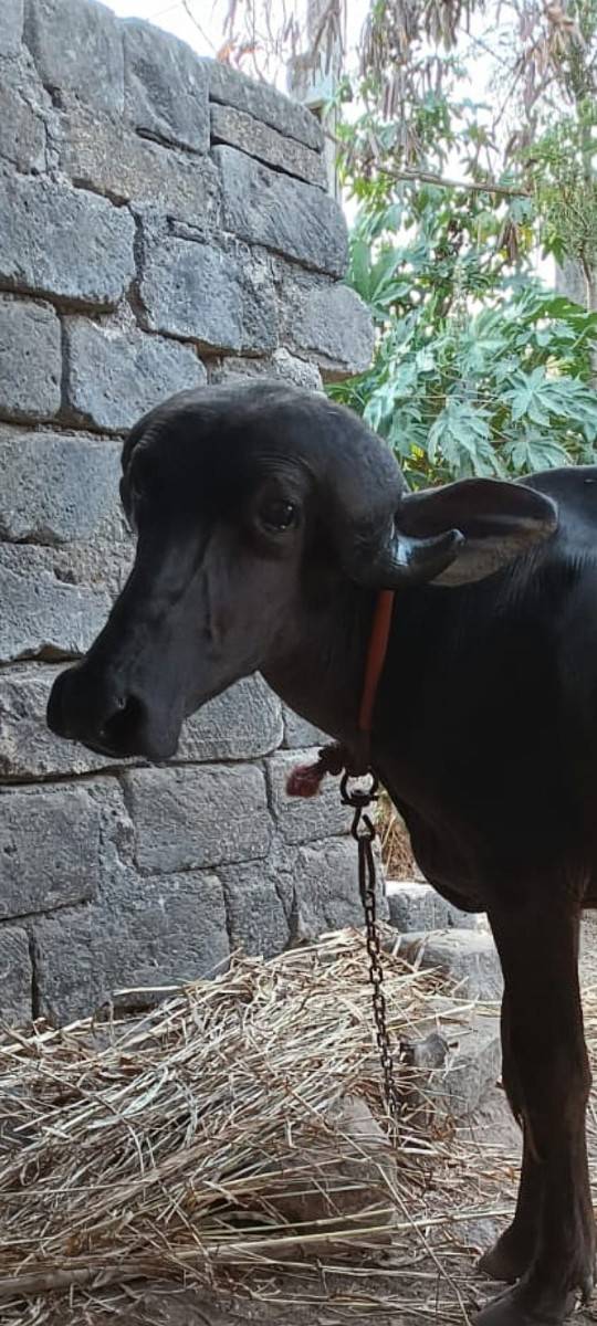 જાફરાબાદી પાડી.