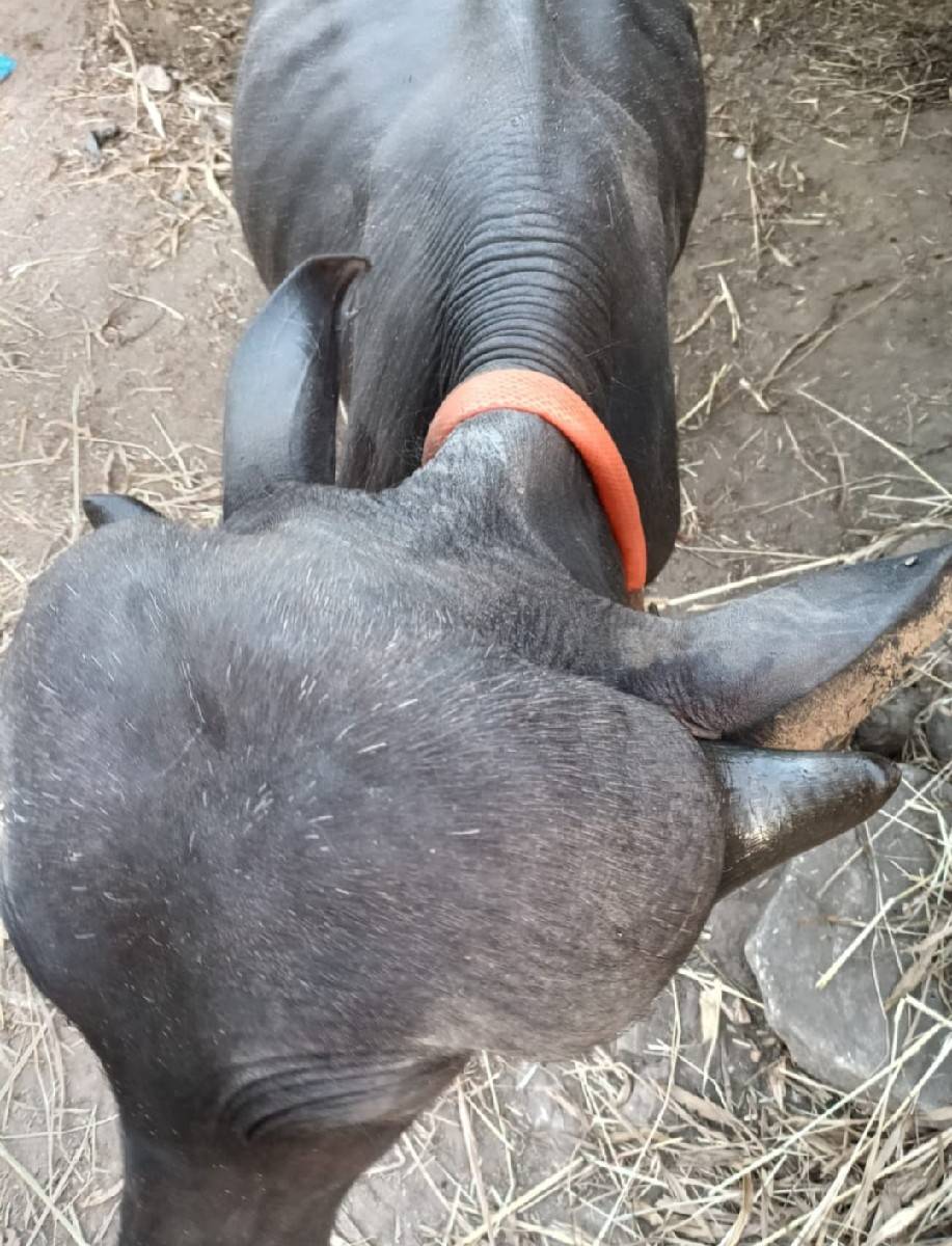 જાફરાબાદી પાડી.