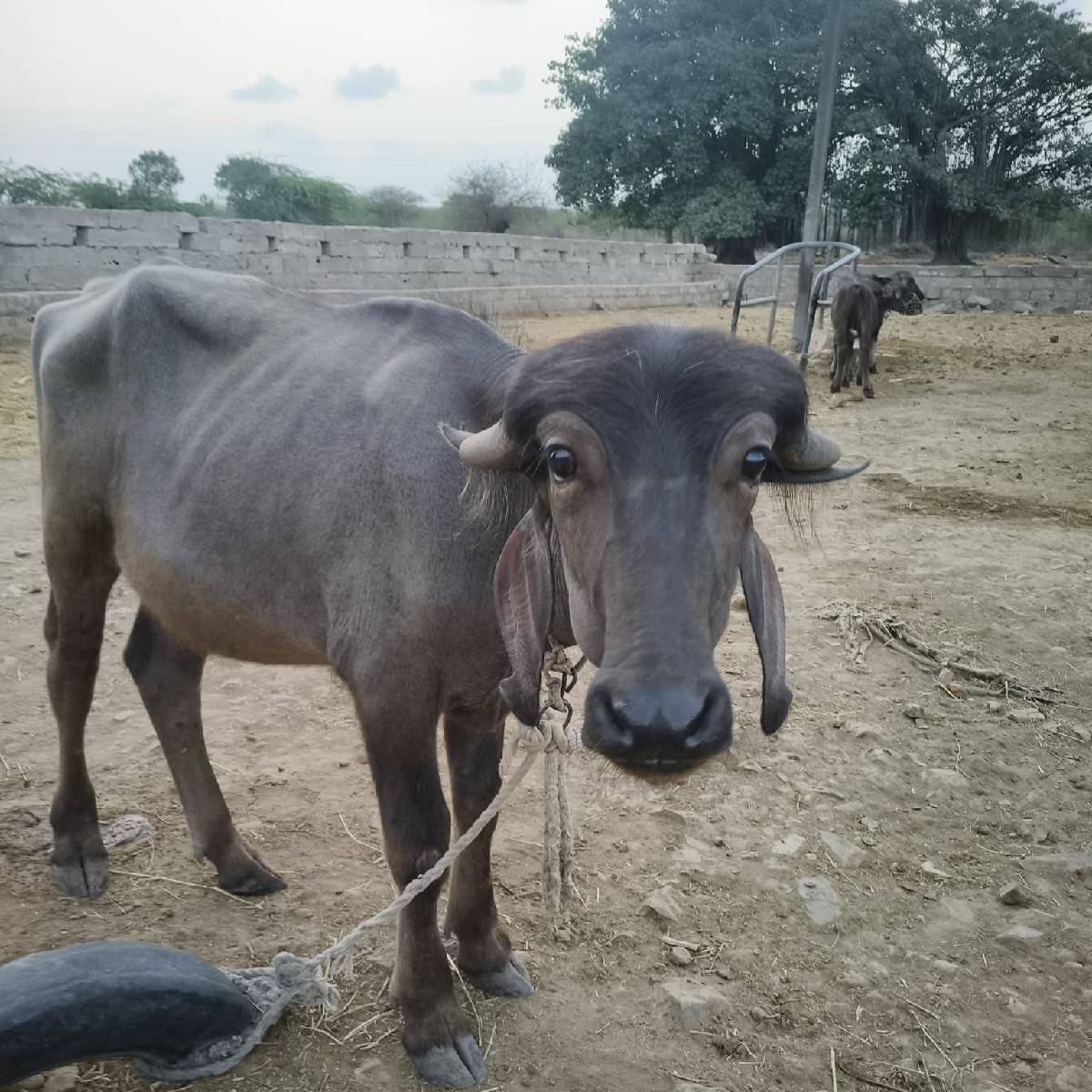 પાડો વેચવાનો છે