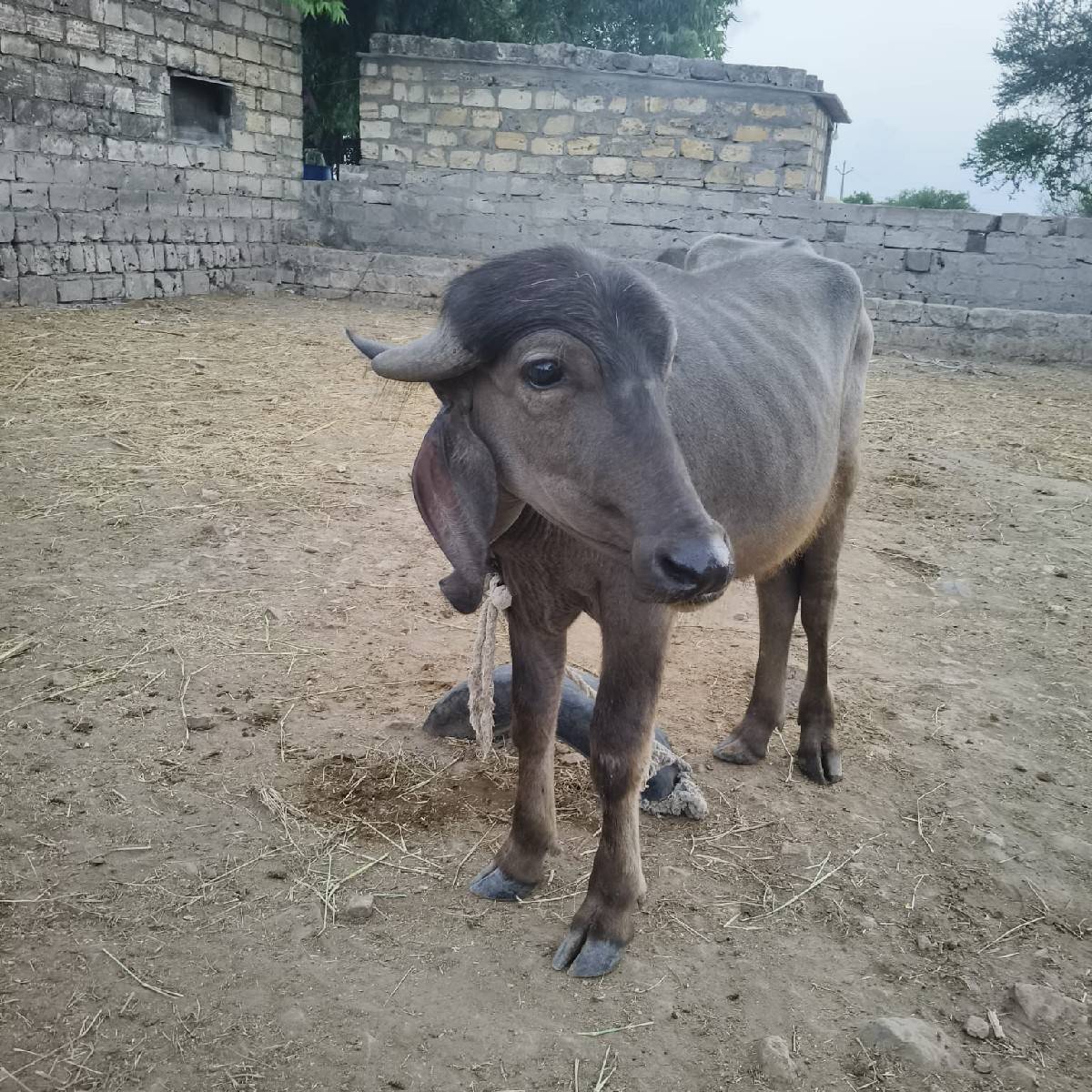 પાડો વેચવાનો છે