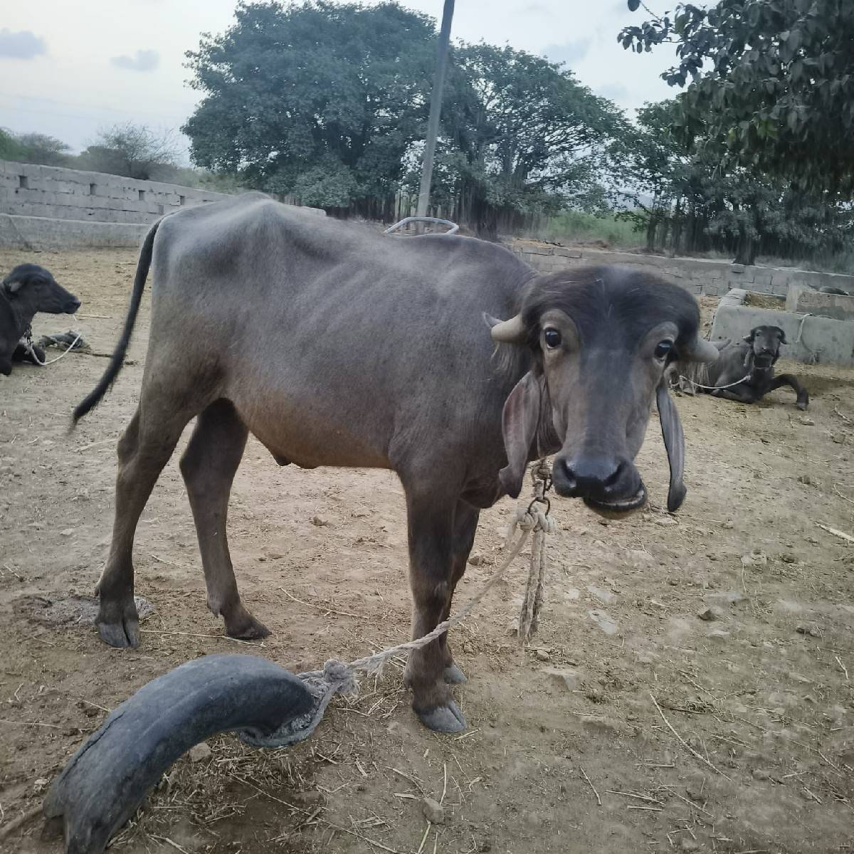 પાડો વેચવાનો છે