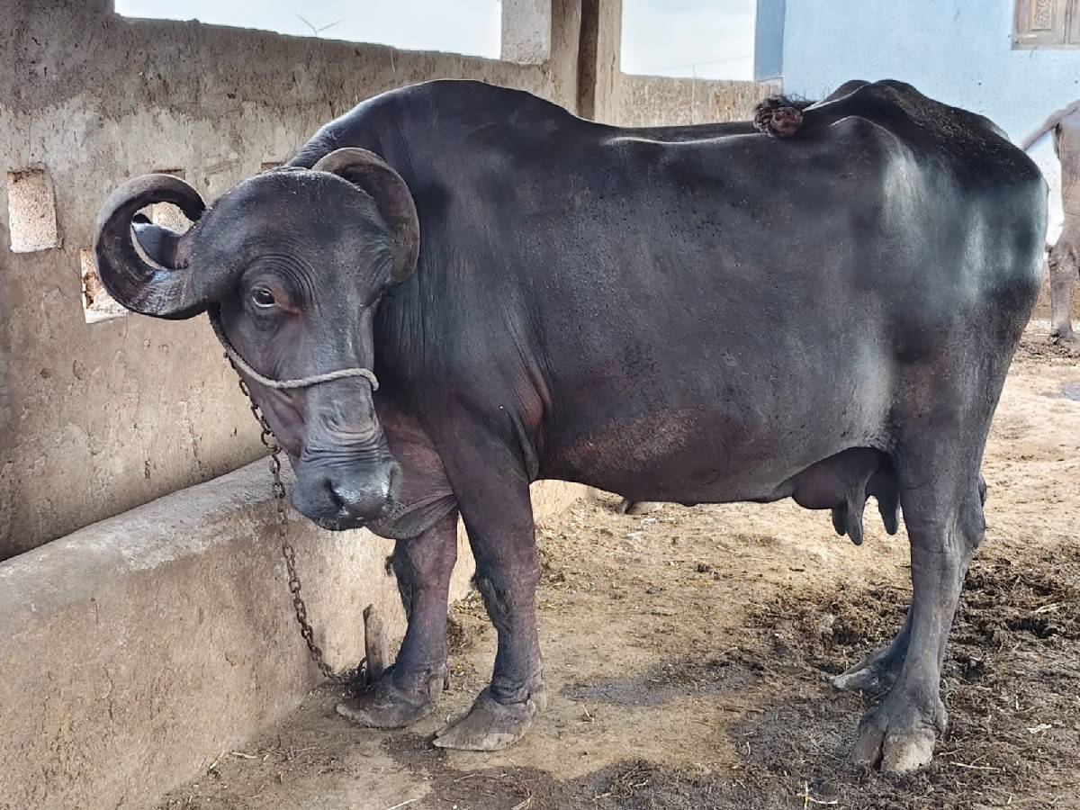ભેંશ