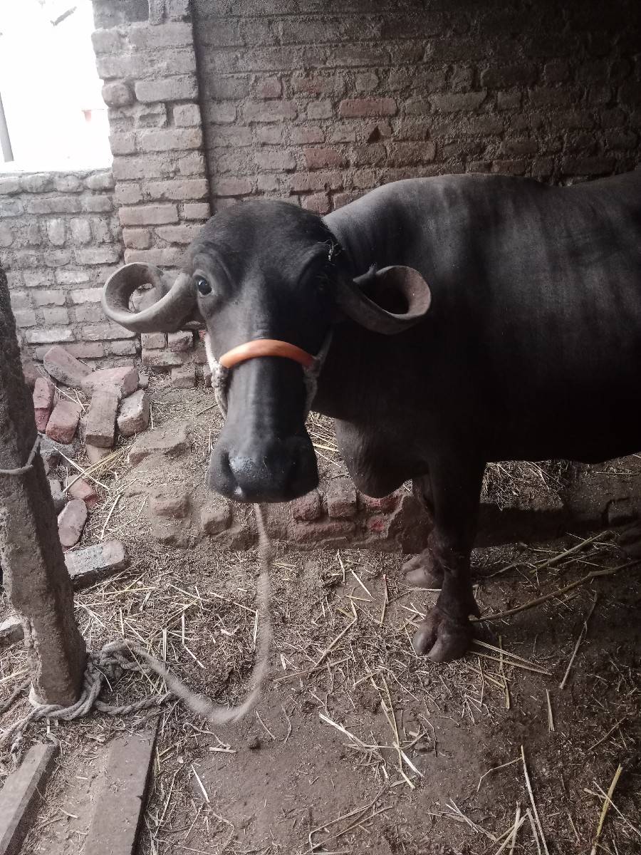 આઠ મહિના પુરા 9મો બેઠો