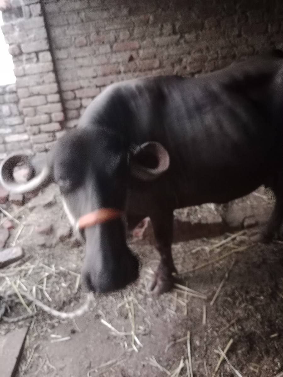 આઠ મહિના પુરા 9મો બેઠો