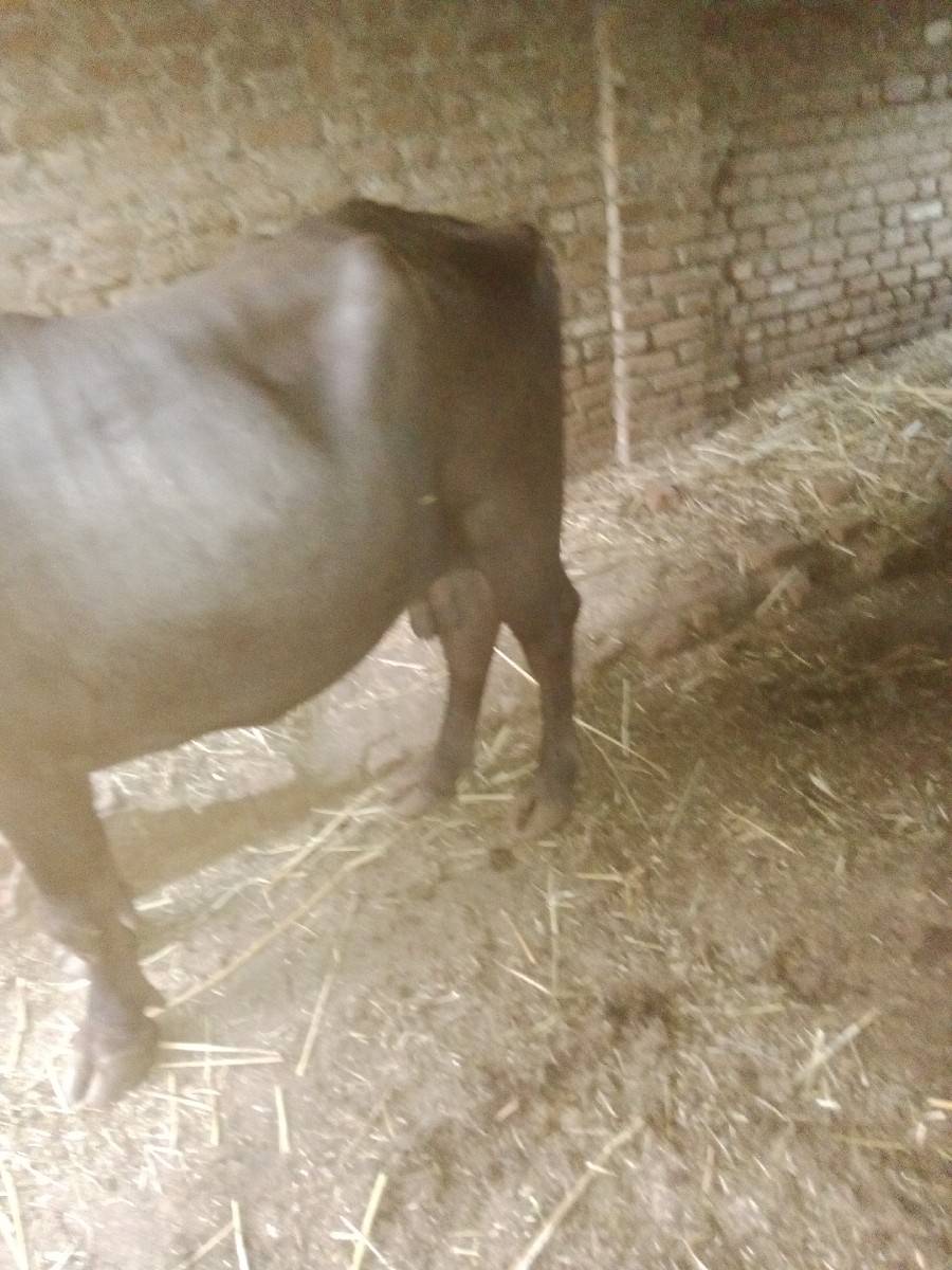 આઠ મહિના પુરા 9મો બેઠો