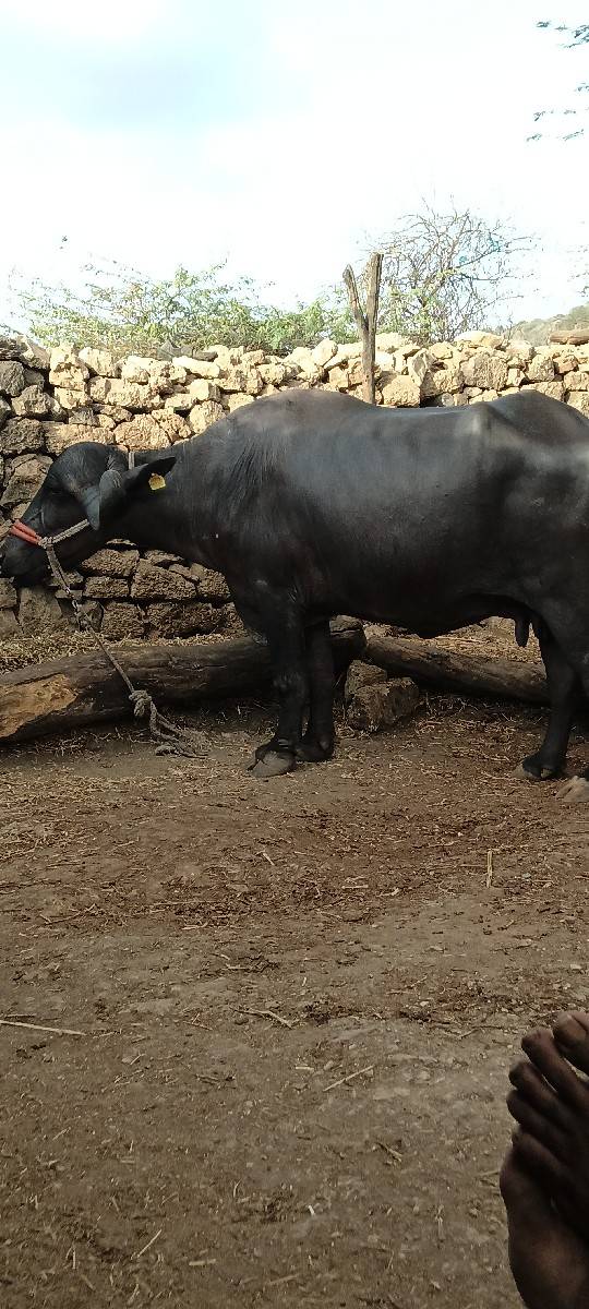 ભેંસ