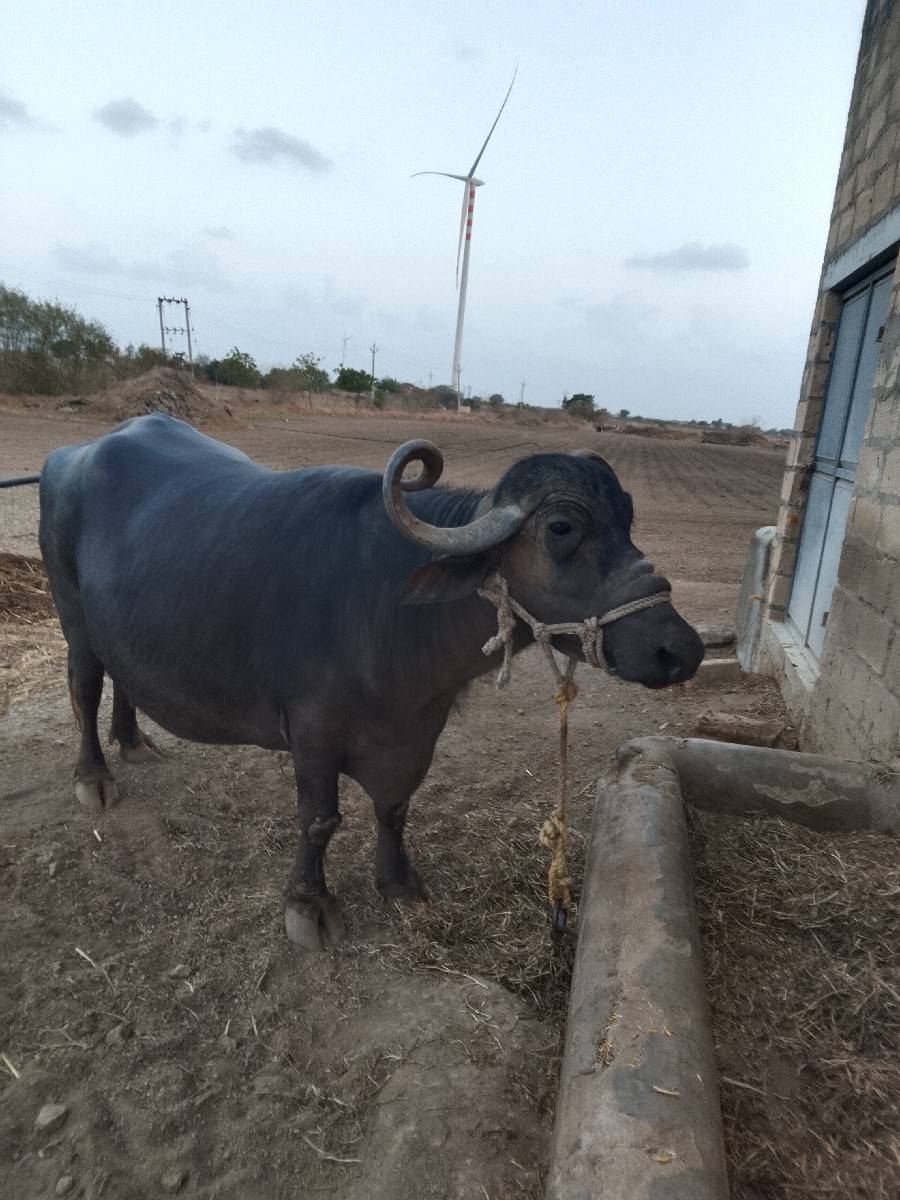ભેંસ વેચવાની છે