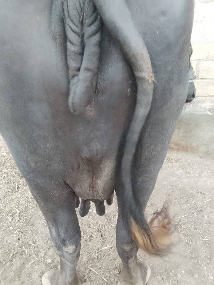 ભેંસ વેચવાની છે