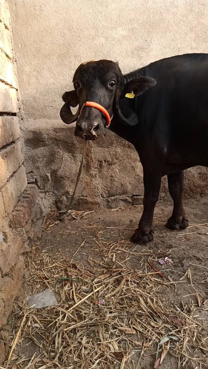 વેશવાની બીજુ વેતર