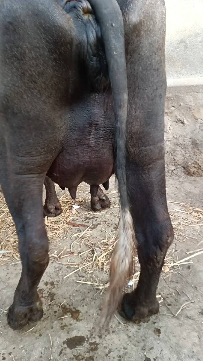 વેશવાની બીજુ વેતર