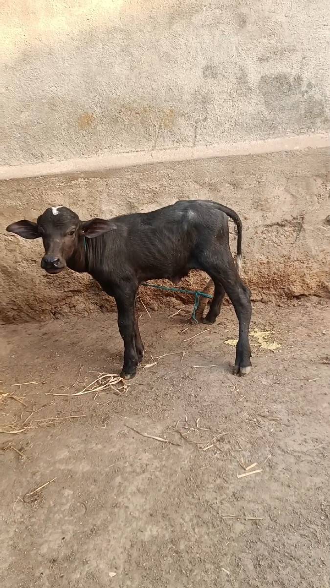 વેશવાની બીજુ વેતર
