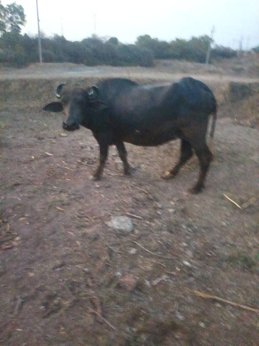 પેલું વેતર છે જવાબદારી છે
