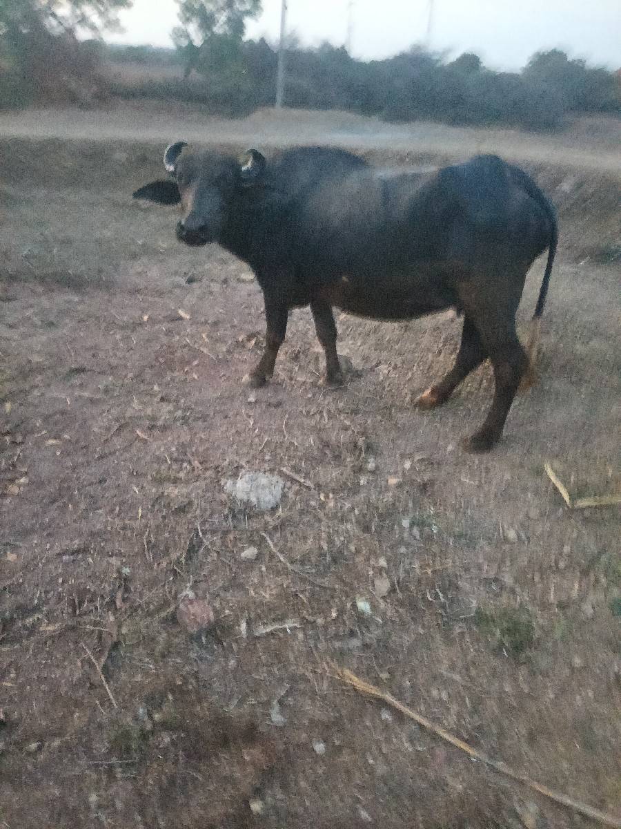 પેલું વેતર છે જવાબદારી છે