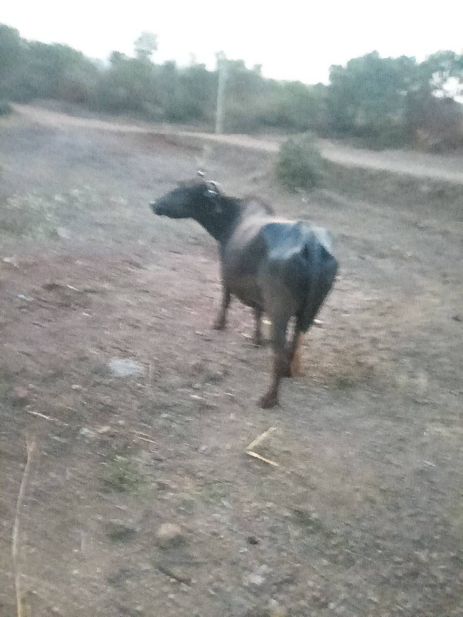 પેલું વેતર છે જવાબદારી છે