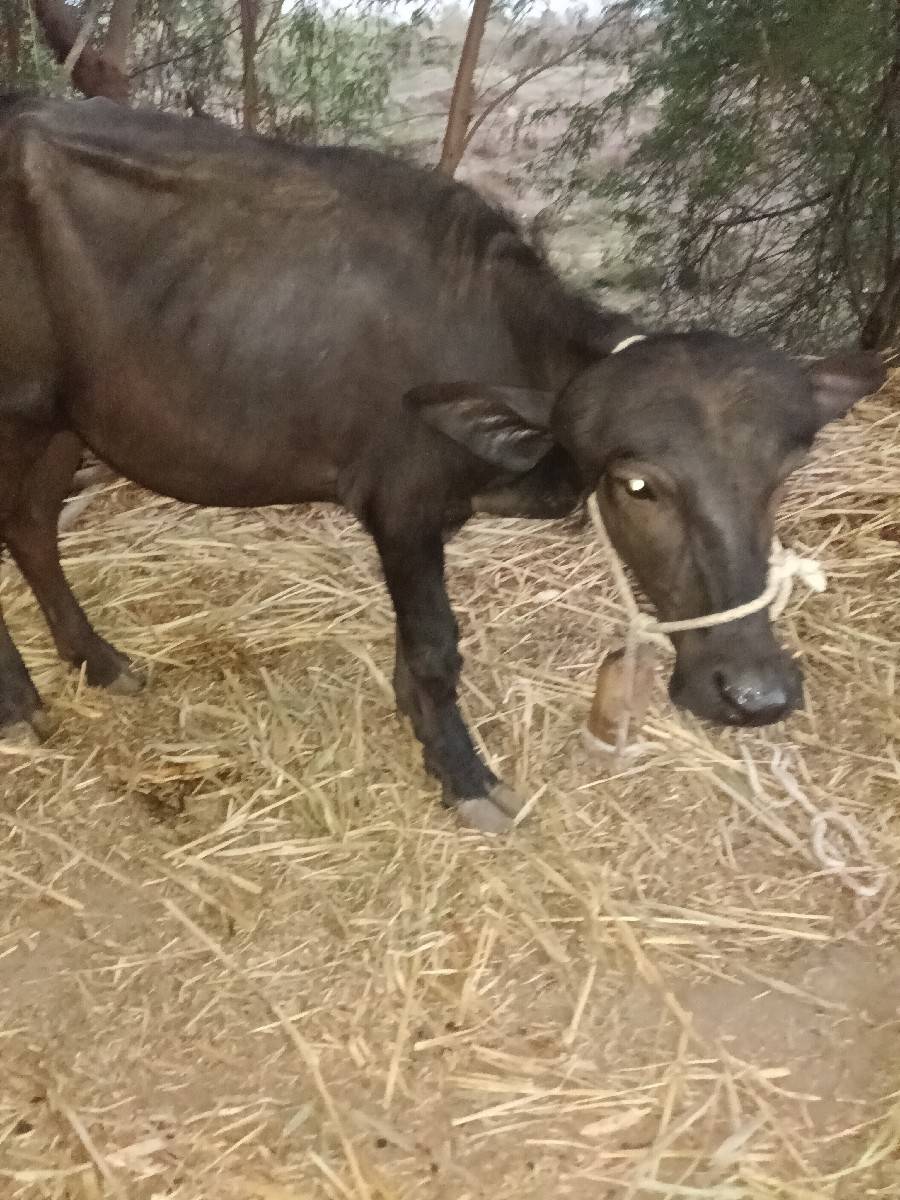 બે પાડી વહેંચવાની છે