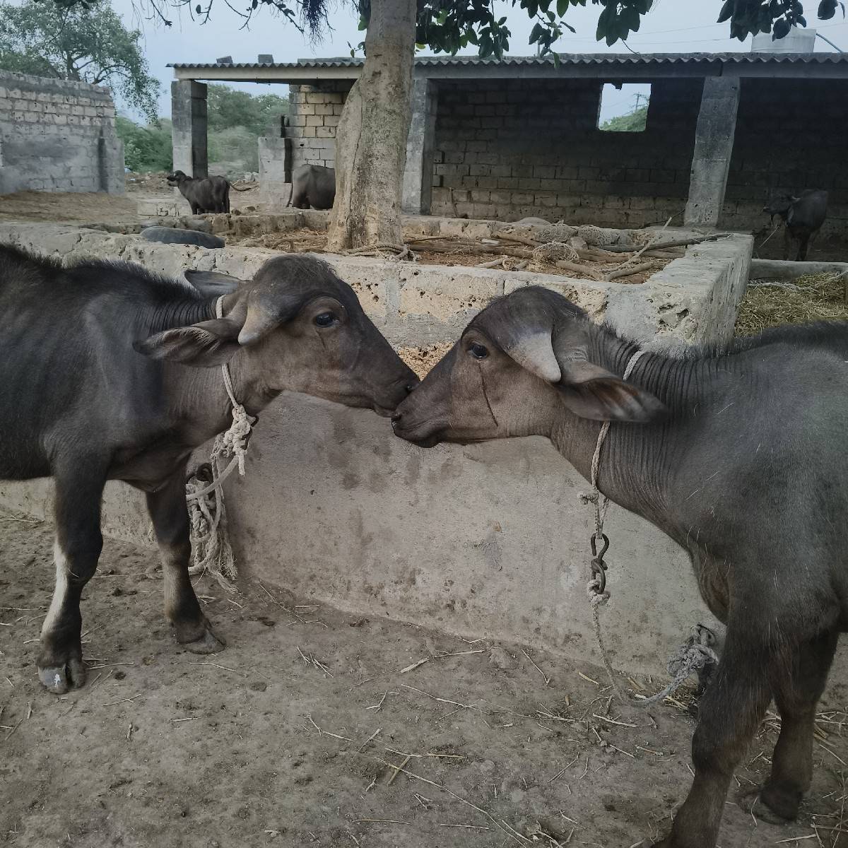 પાડો