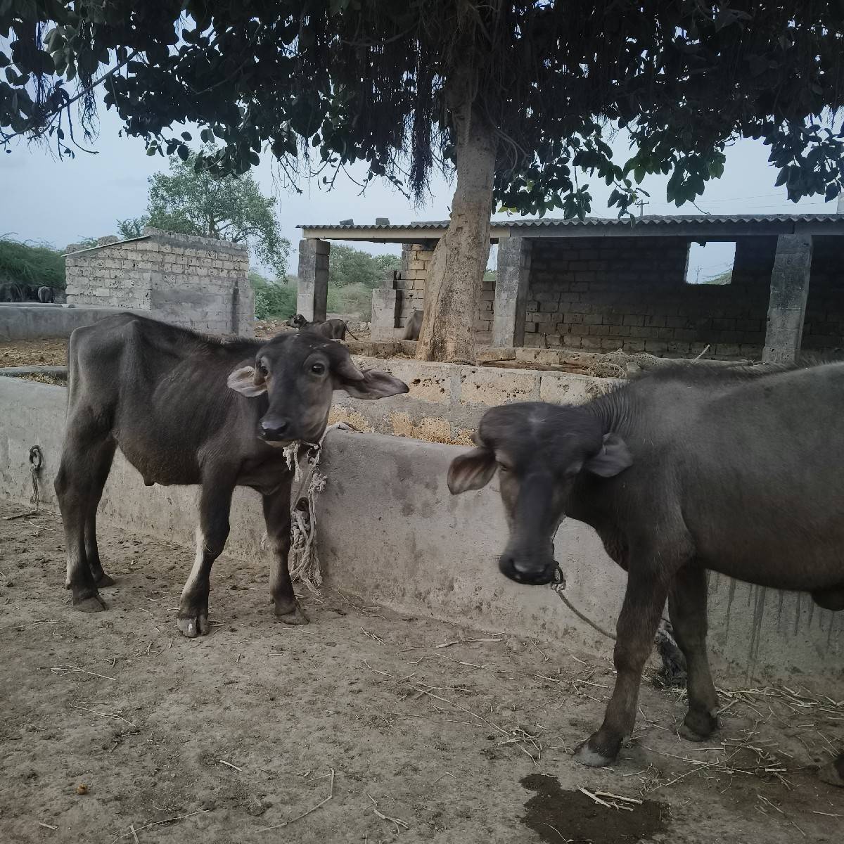 પાડો