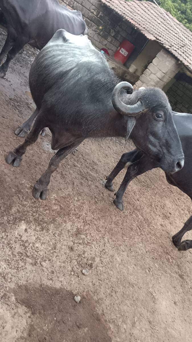 ભેંસો વેસ્વાની સે