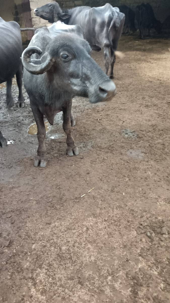 ભેંસો વેસ્વાની સે