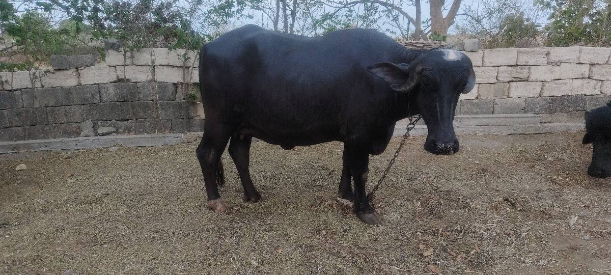 ભેંસ વેચવાની છે