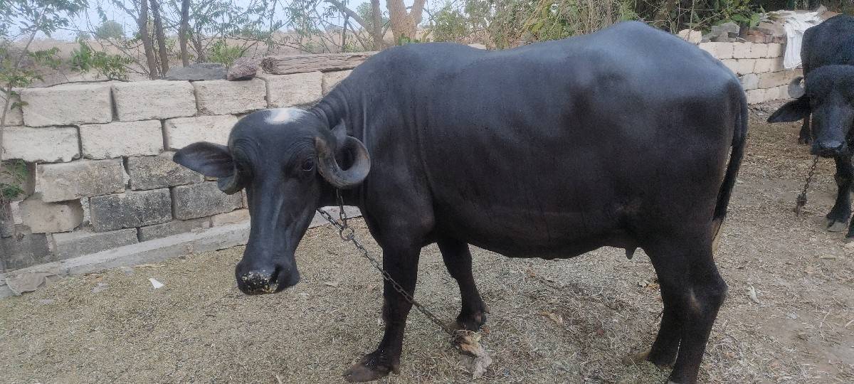 ભેંસ વેચવાની છે