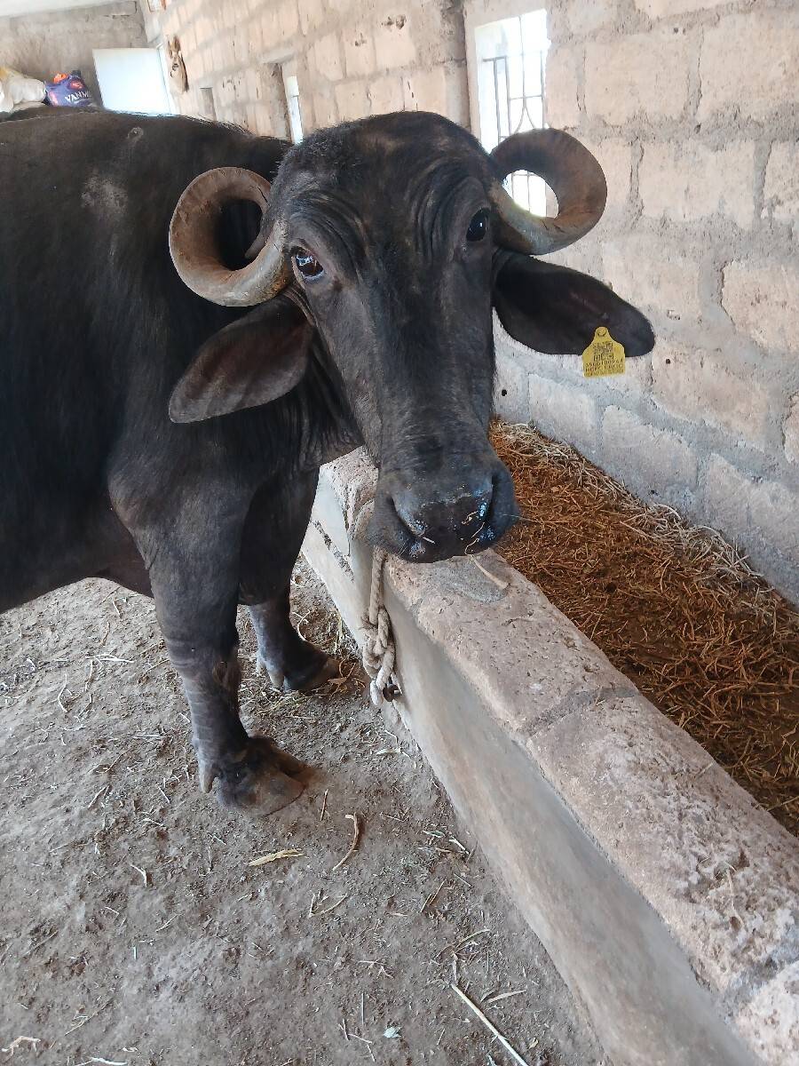 બેભેસ વેચવાનિ