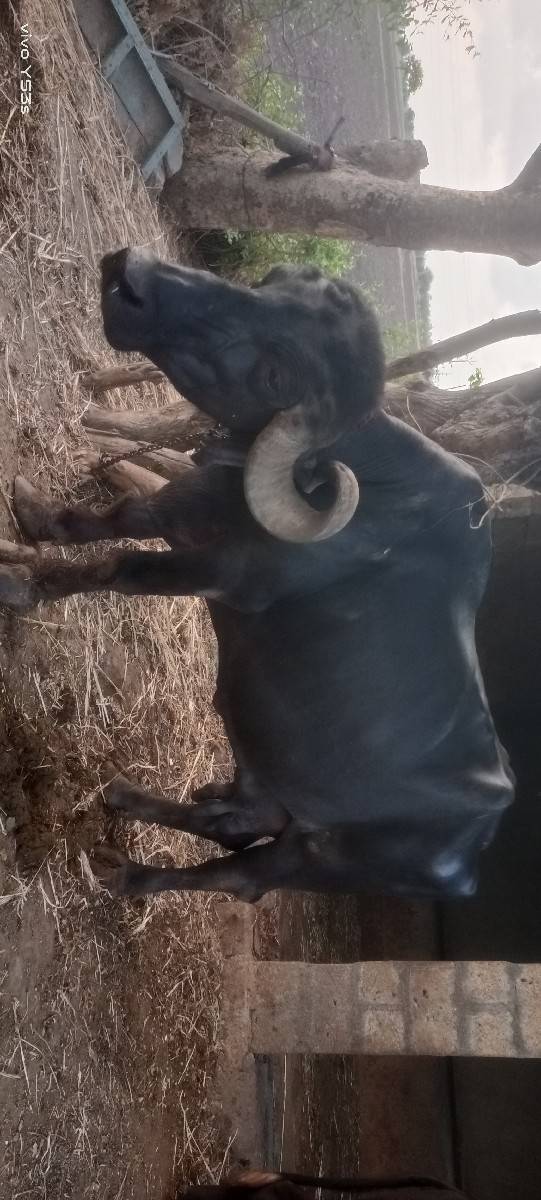 ભેંસ વેચવાની છે